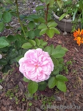 Blush ™ Winterjewel ®