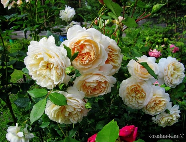 Crocus Rose® 