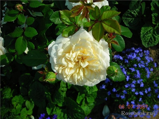 Crocus Rose® 