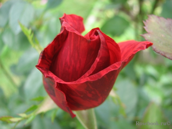 Red Intuition