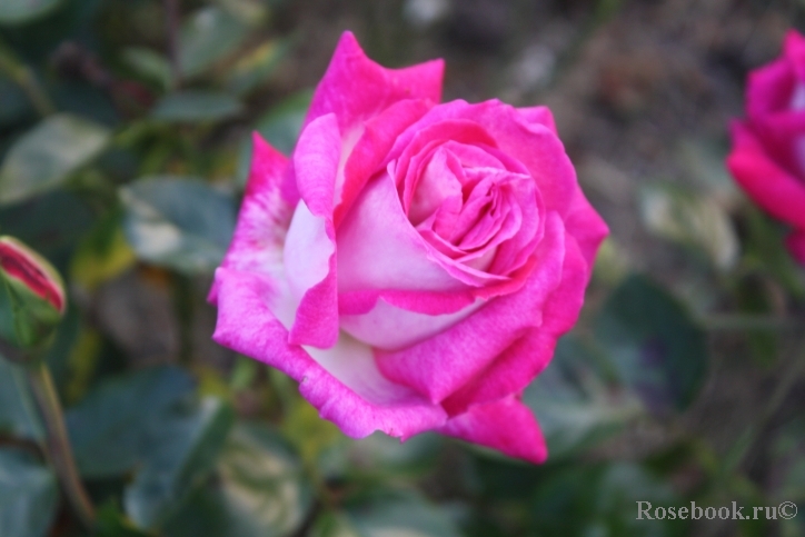 Rose Gaujard  