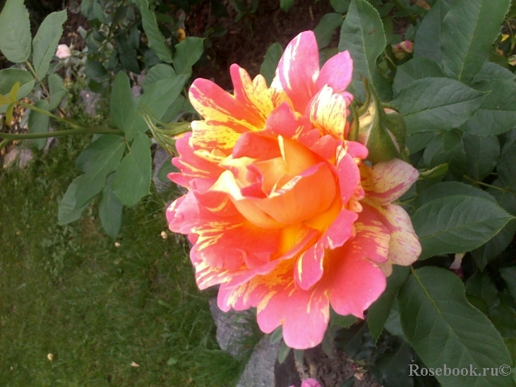 Rose des Cisterciens 