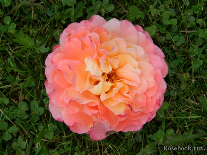 Augusta Luise