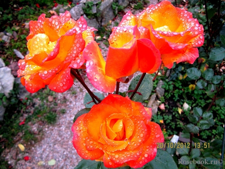 Red Gold