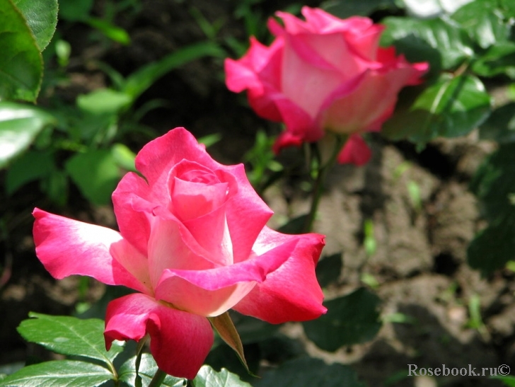 Rose Gaujard  