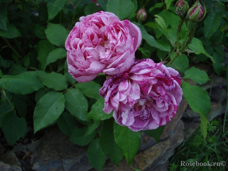 Honorine de Brabant