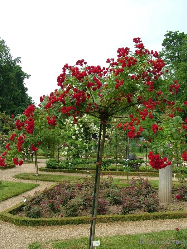Scarlet Meillandecor 