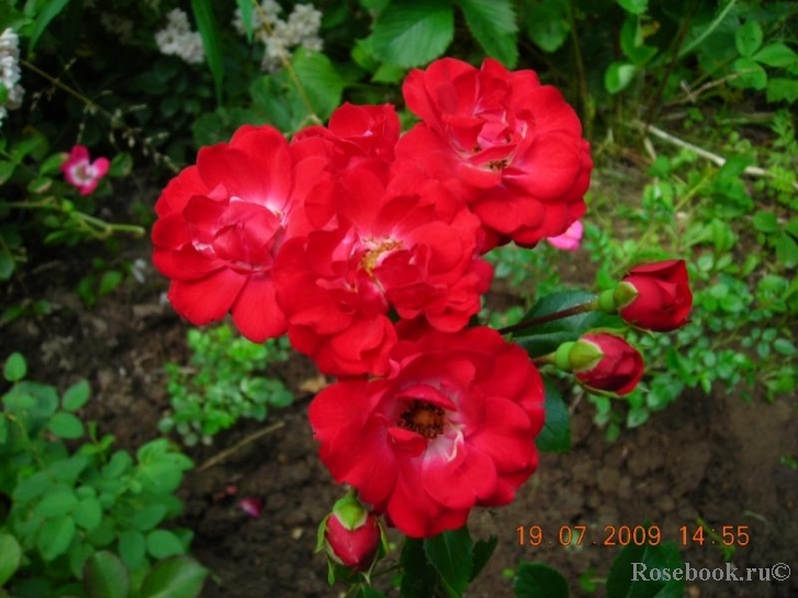 Scarlet Meillandecor 