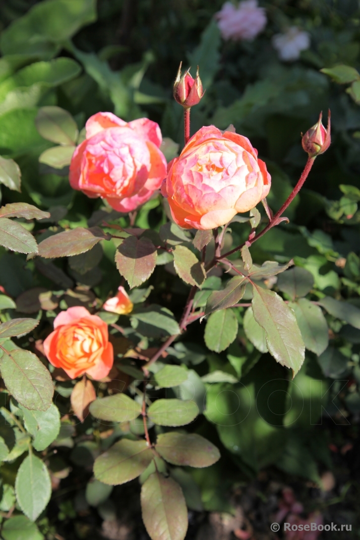 Lady Emma Hamilton