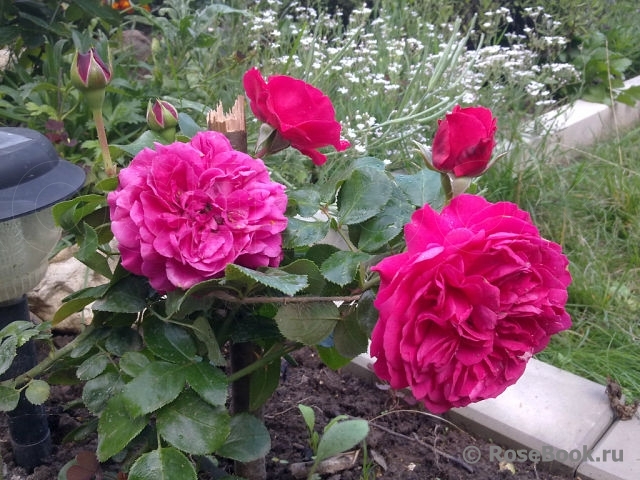 Sophy’s Rose 