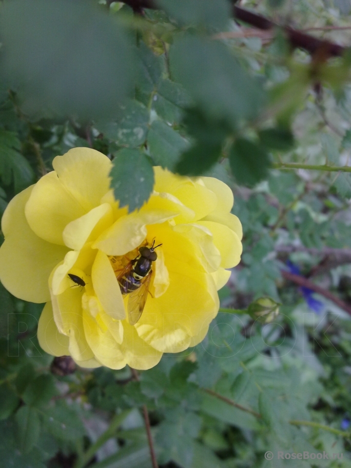 Harison’s Yellow