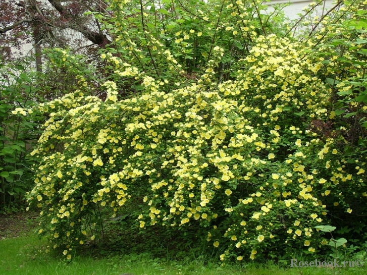 Rosa hugonis 
