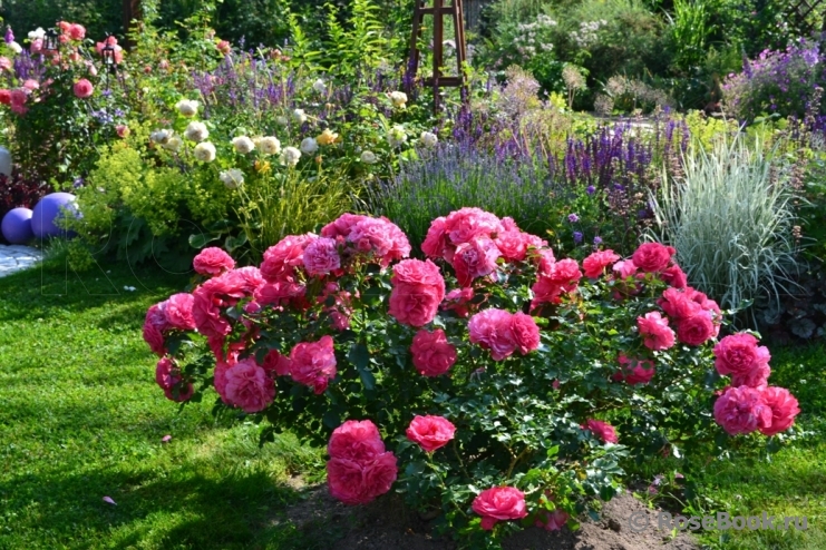 Rosarium Uetersen