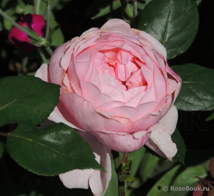 Brother Cadfael