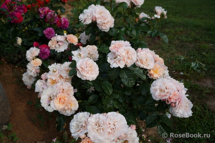 Twiggy’s Rose