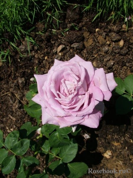 Lugdunum