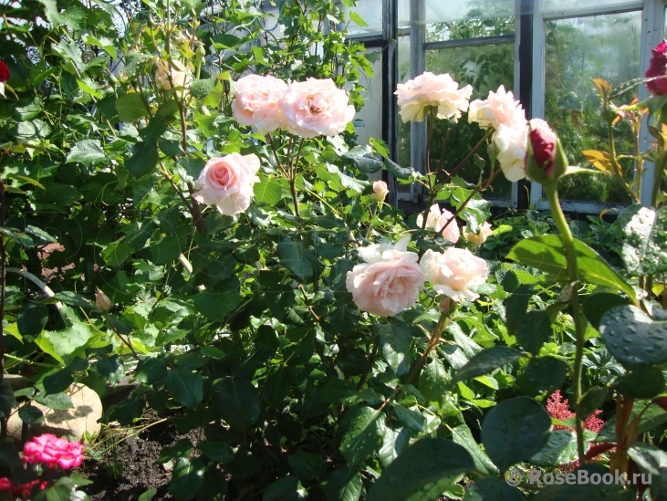 Johann Strauss 