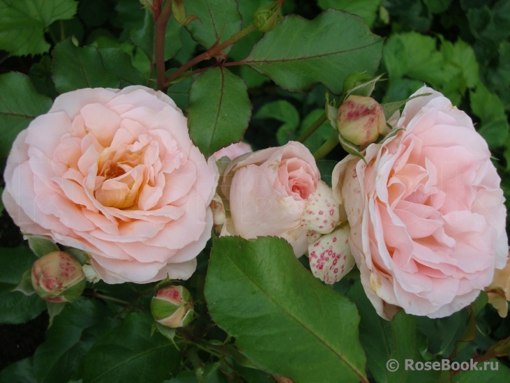 Johann Strauss 