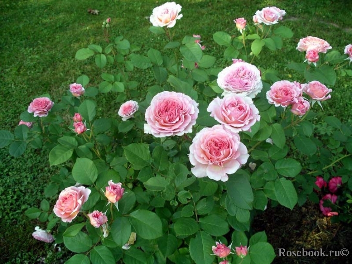 James Galway®