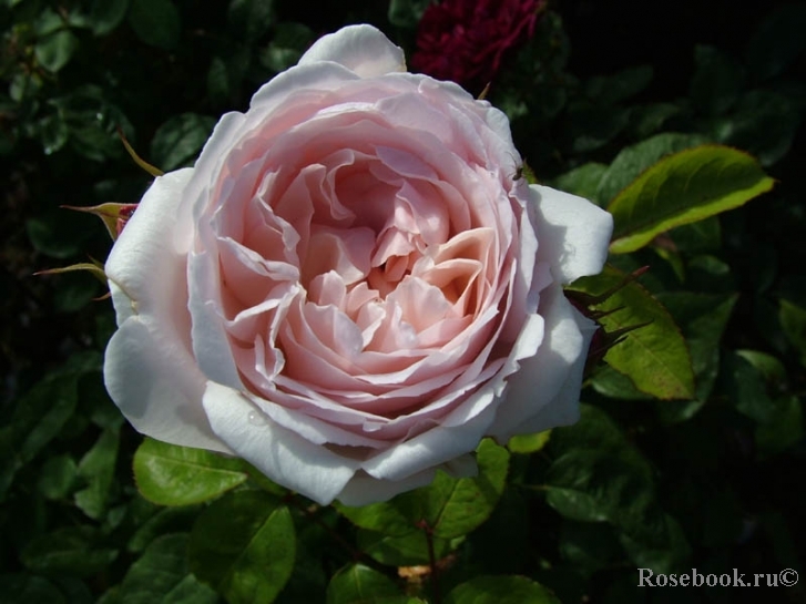 Redoute