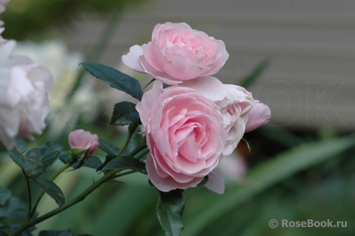 Hans Gonewein Rose 