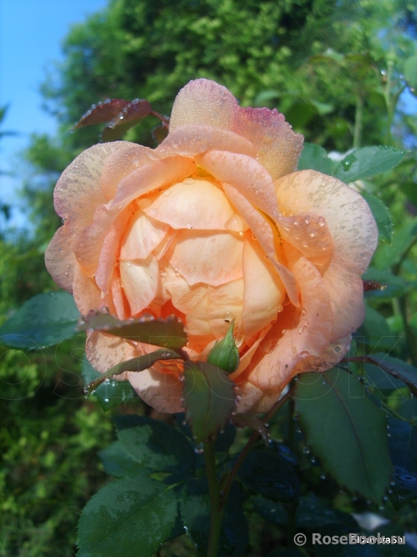 Lady of Shalott 
