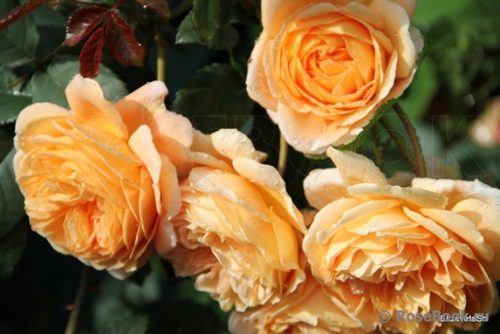Crown Princess Margareta®