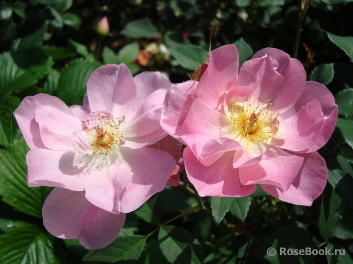 Lady's Blush, The