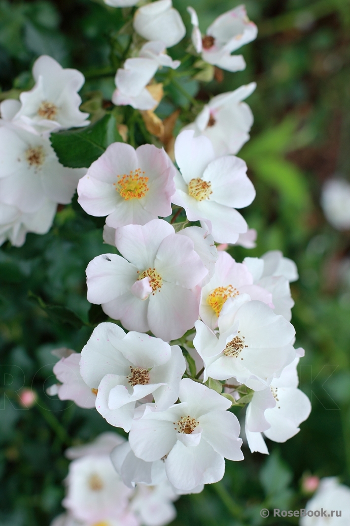 White Multirosa ®