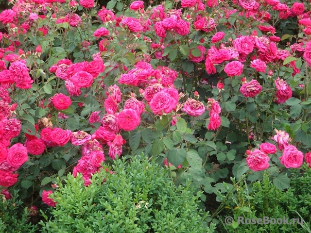 Rosemary Rose