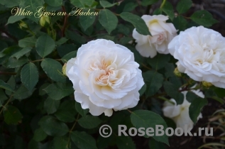 Gruss an Aachen White