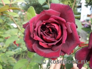 Red Masterpiece