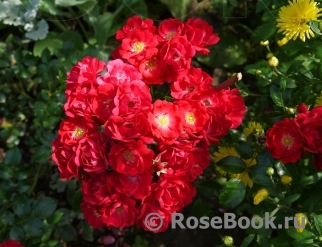 Medley Red