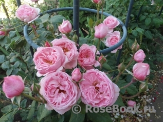 Kiss me Kate ®