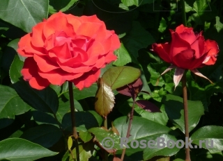 Red Success