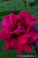 Venrosa