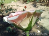 Cesar Cesar