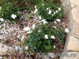 Snow Ballet ® Snow Ballet ®
