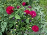 Darcey Bussell Darcey Bussell