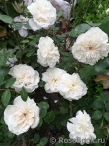 Colonial White Colonial White