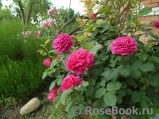 Sophy’s Rose Sophy’s Rose
