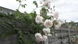 Albrighton Rambler, The