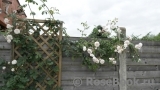 Albrighton Rambler, The