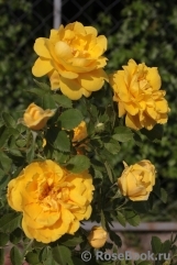 Persian Yellow Persian Yellow