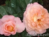 Augusta Luise Augusta Luise