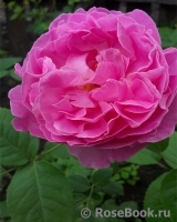 England's Rose England's Rose