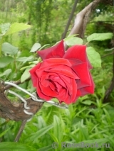 Red Parfum ® Red Parfum ®