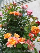 Sorbet Fruite Sorbet Fruite