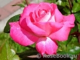 Rose Gaujard Rose Gaujard