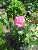 Rose Gaujard Rose Gaujard